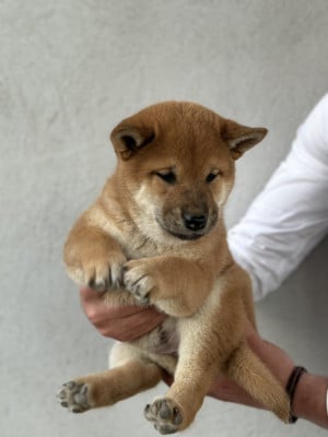 Les chiots de Shiba