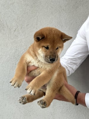 Les chiots de Shiba