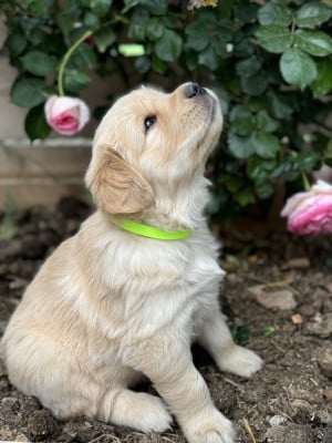 Les chiots de Golden Retriever