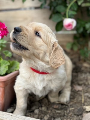 Les chiots de Golden Retriever