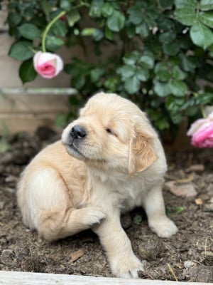 Les chiots de Golden Retriever