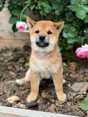 Les chiots de Shiba