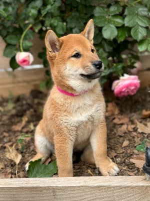 Les chiots de Shiba