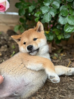 Les chiots de Shiba