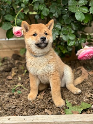 Les chiots de Shiba