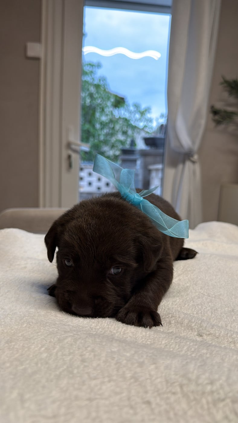 Chiot N°9 - Labrador Retriever