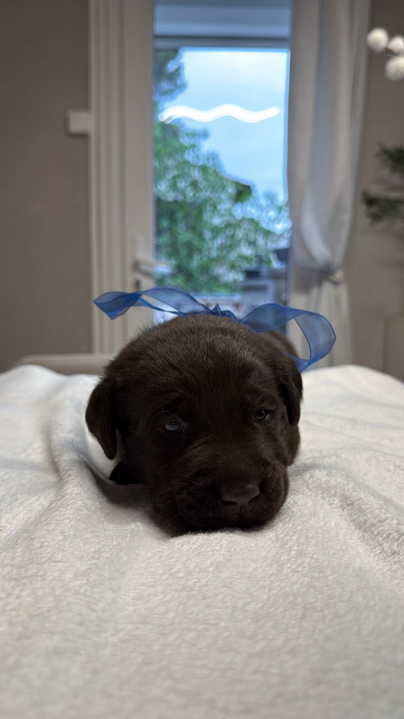 Chiot N°10 - Labrador Retriever
