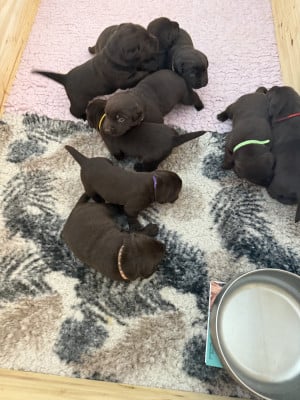 Chiot N°11 - Labrador Retriever