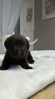 Les chiots de Labrador Retriever
