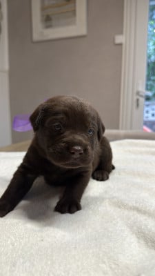 Chiot N°3 - Labrador Retriever