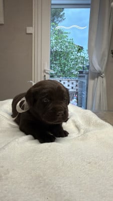 Chiot N°4 - Labrador Retriever