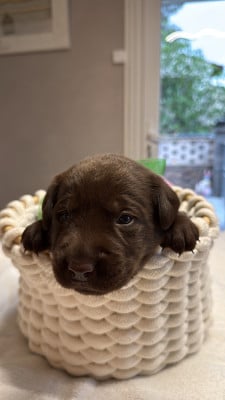 Chiot N°8 - Labrador Retriever