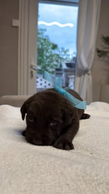 Chiot N°9 - Labrador Retriever