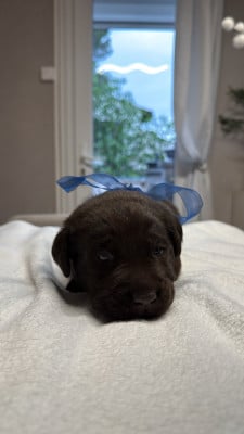 Chiot N°10 - Labrador Retriever