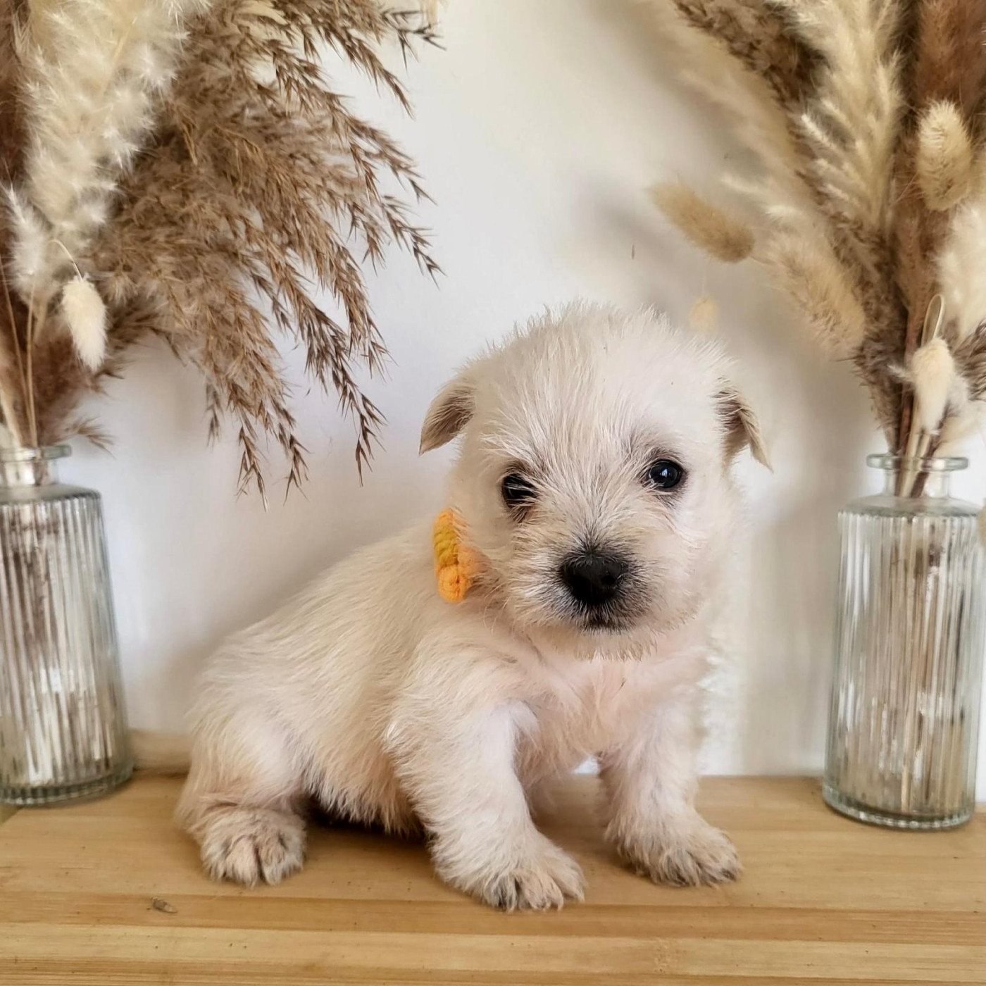 Boston - West Highland White Terrier