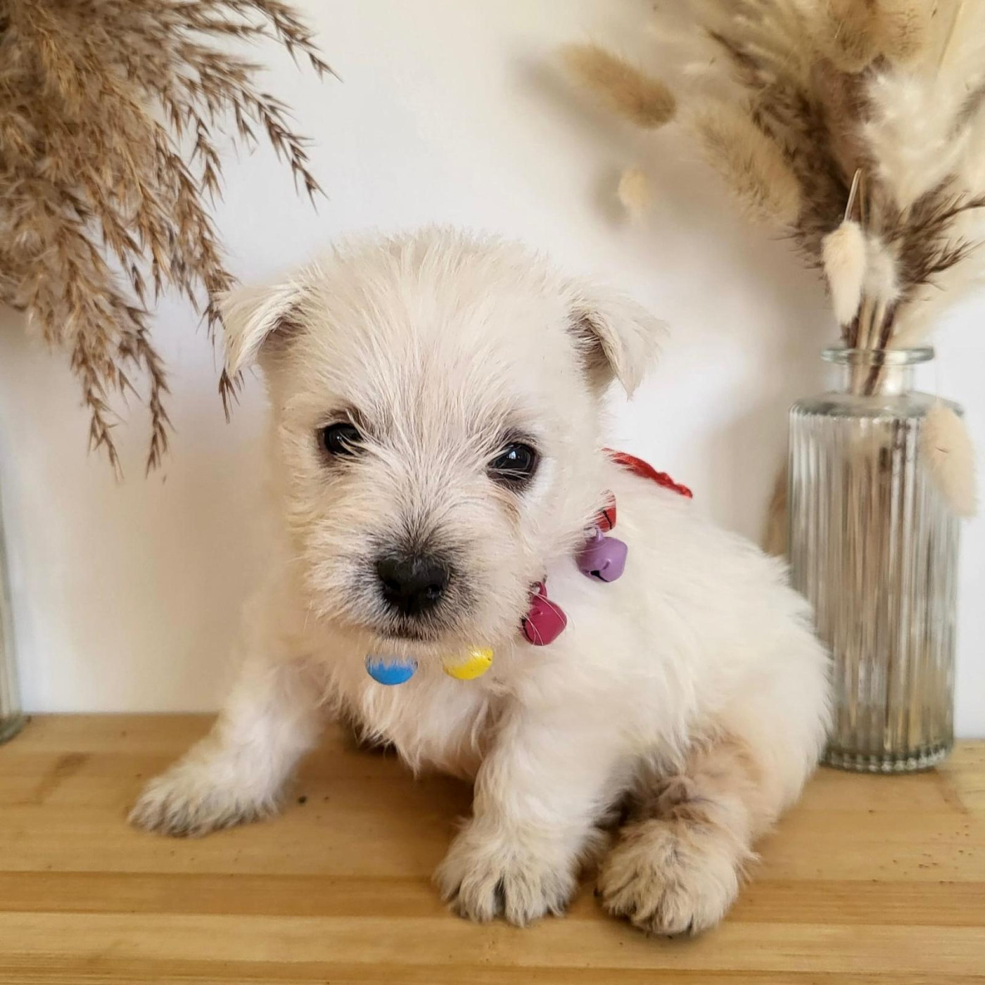 Beny - West Highland White Terrier