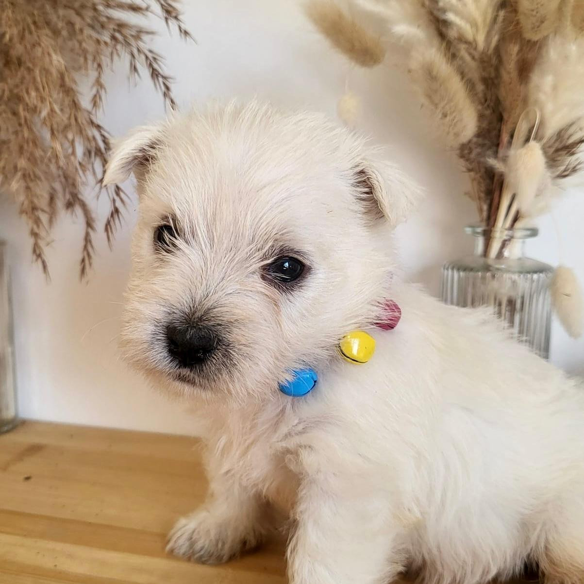 Basil - West Highland White Terrier