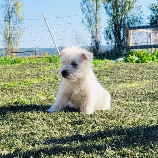 Buck - West Highland White Terrier