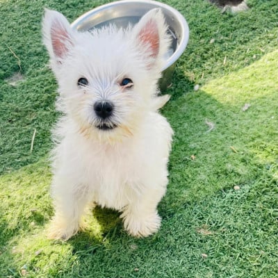 Les chiots de West Highland White Terrier