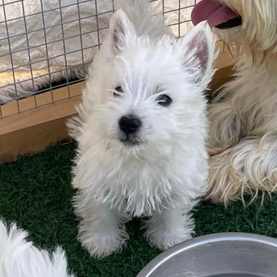 Les chiots de West Highland White Terrier