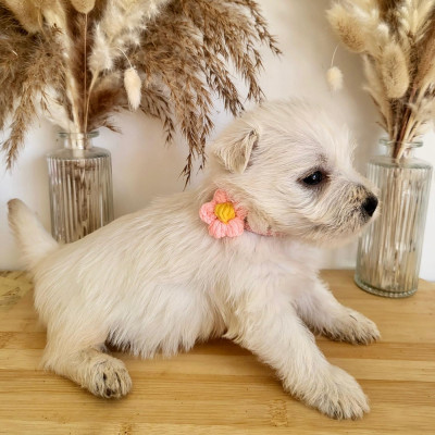 Les chiots de West Highland White Terrier