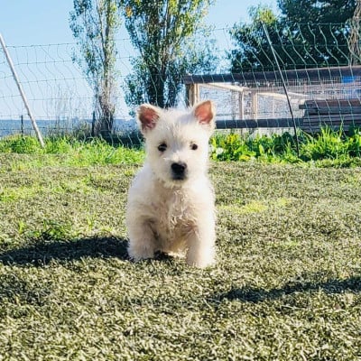 West Highland White Terrier