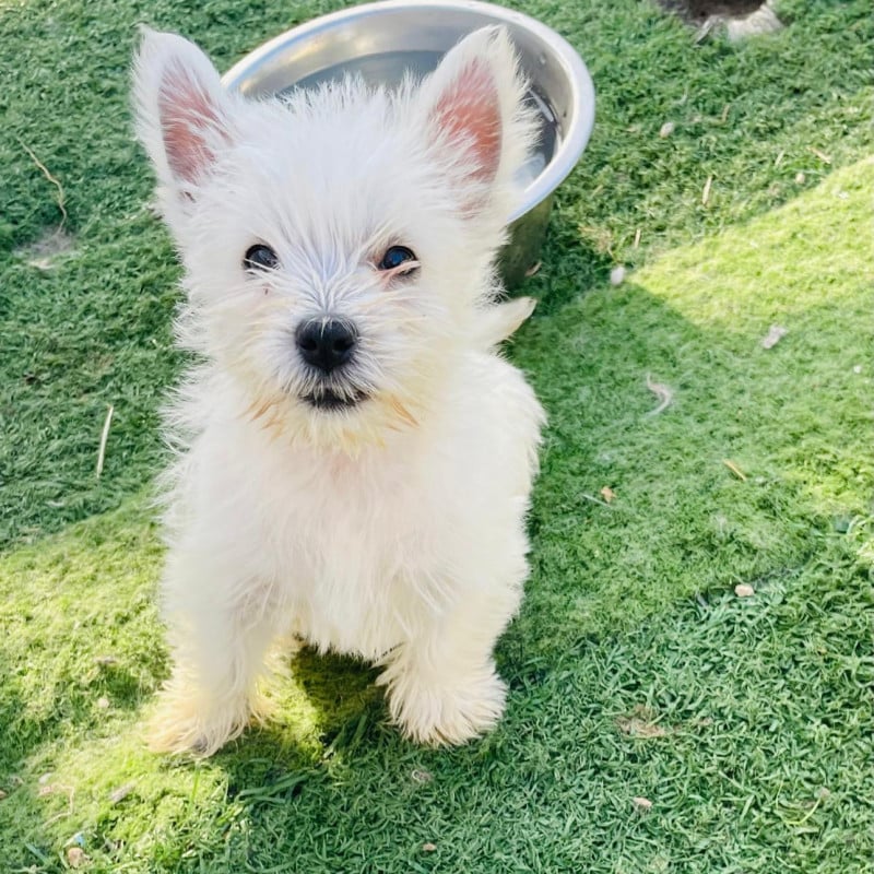 West Highland White Terrier - (Sans Affixe)