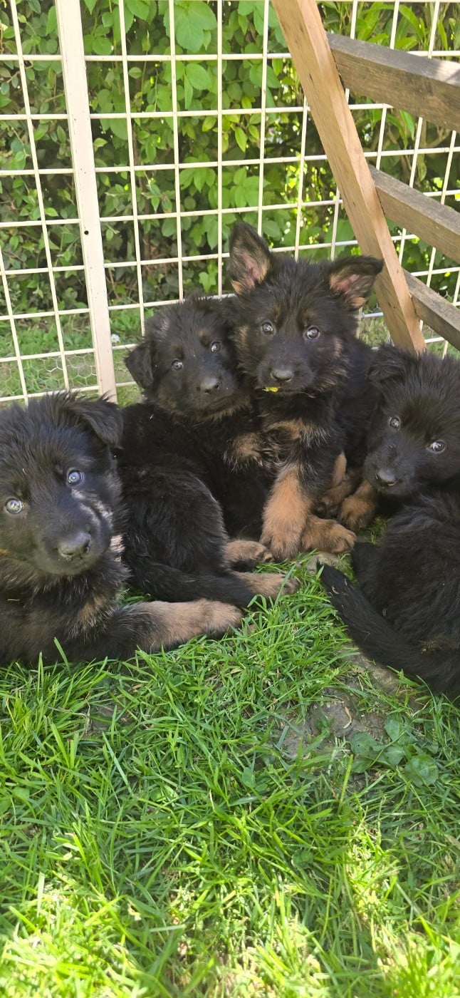Berger Allemand Poil Long - Du Domaine De La Louve Noire