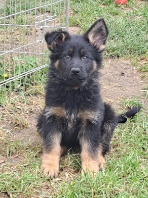 Les chiots de Berger Allemand Poil Long