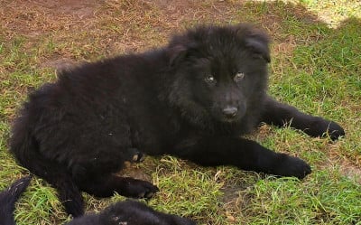 Les chiots de Berger Allemand Poil Long