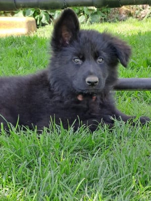 Les chiots de Berger Allemand Poil Long