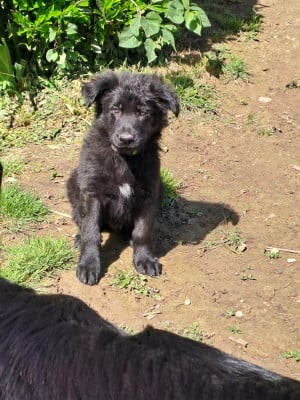 Les chiots de Berger Allemand Poil Long