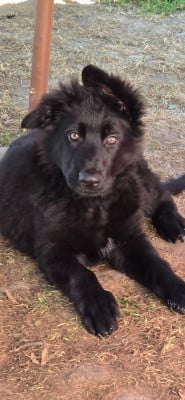 Les chiots de Berger Allemand Poil Long