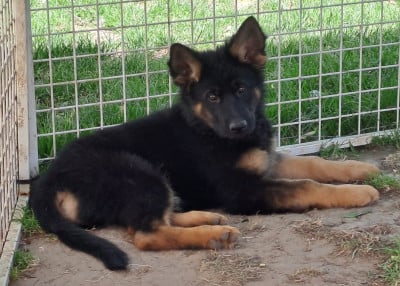 Les chiots de Berger Allemand Poil Long