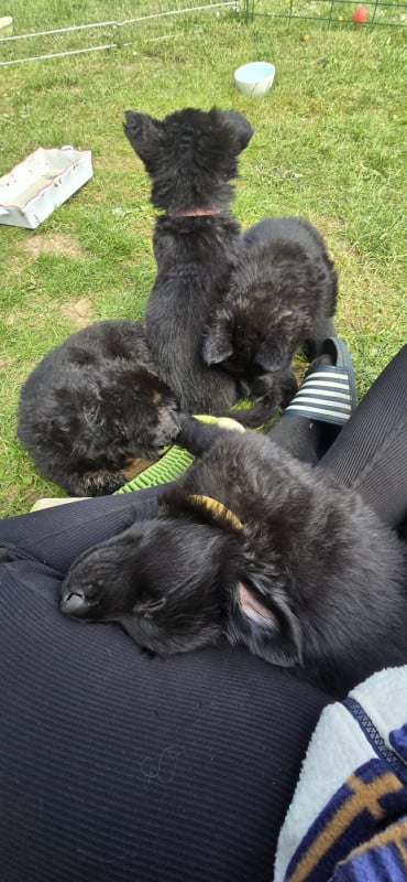 Berger Allemand Poil Long - Du Domaine De La Louve Noire