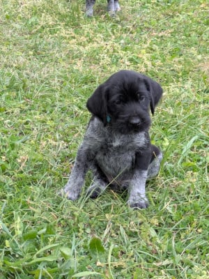 Les chiots de Chien d'arrêt allemand à poil dur