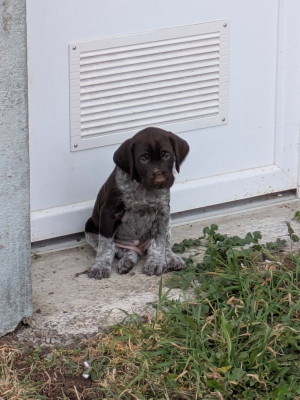 Les chiots de Chien d'arrêt allemand à poil dur