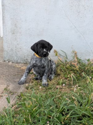 Les chiots de Chien d'arrêt allemand à poil dur
