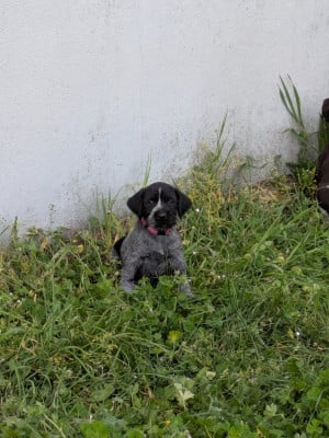 Les chiots de Chien d'arrêt allemand à poil dur