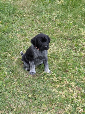 Les chiots de Chien d'arrêt allemand à poil dur