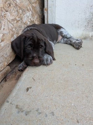 Les chiots de Chien d'arrêt allemand à poil dur