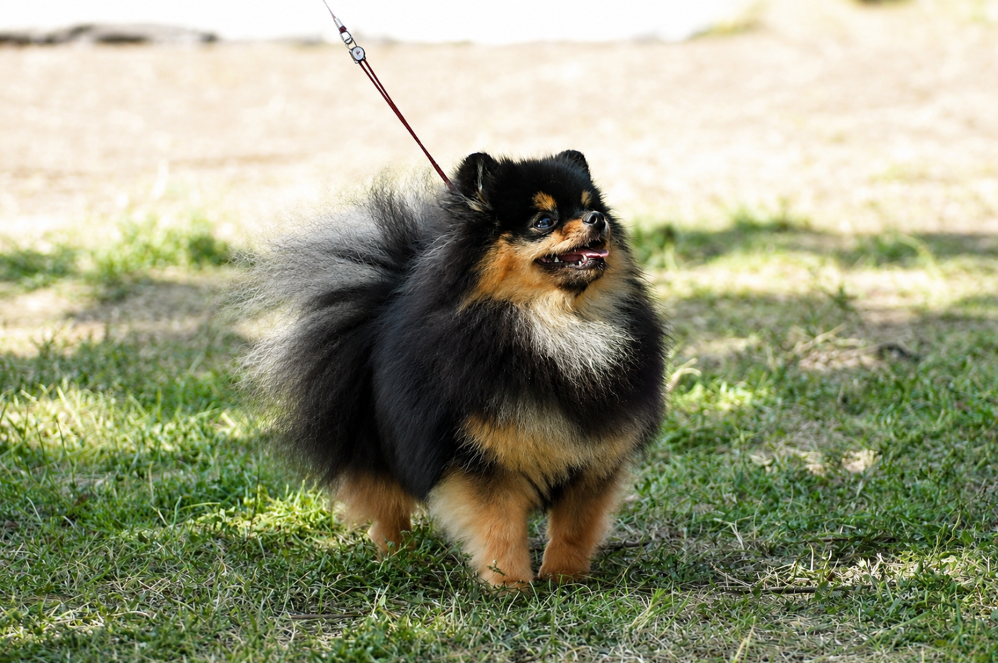 Aria Pomeranian Kennel - 2 EXCELLENT