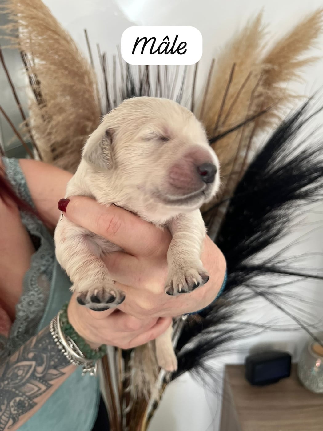 Buffy - Golden Retriever