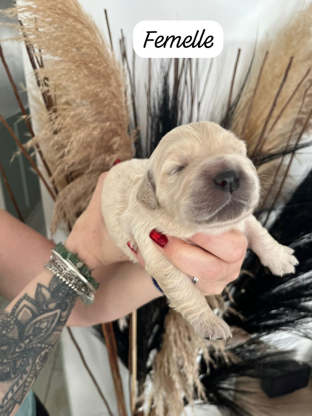 Bridget - Golden Retriever