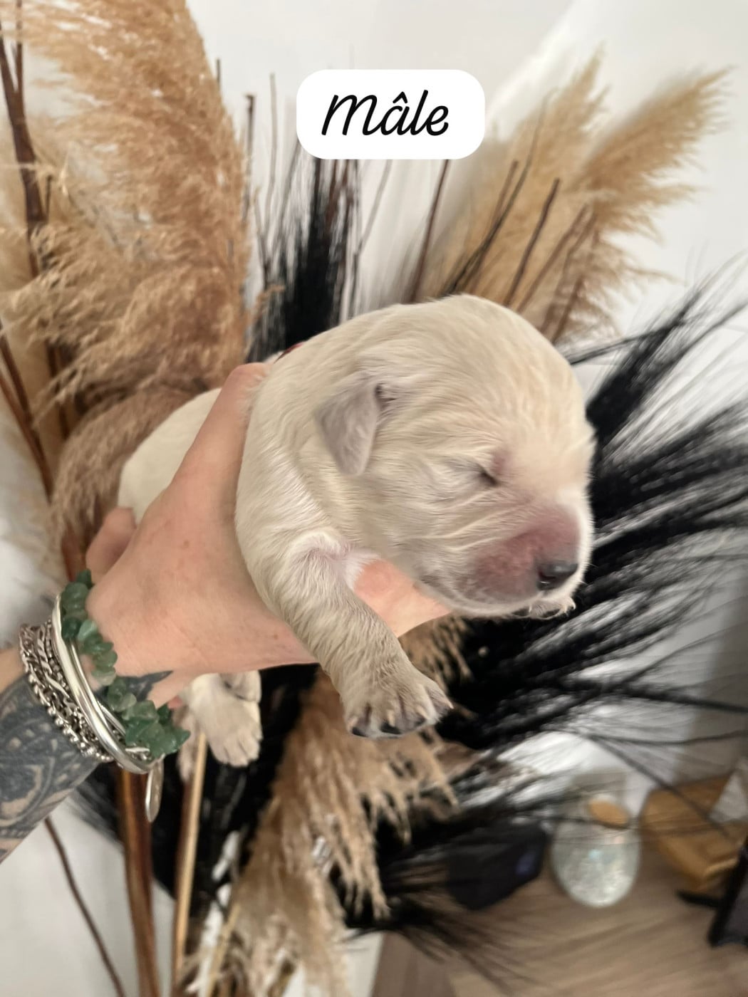 Booba - Golden Retriever