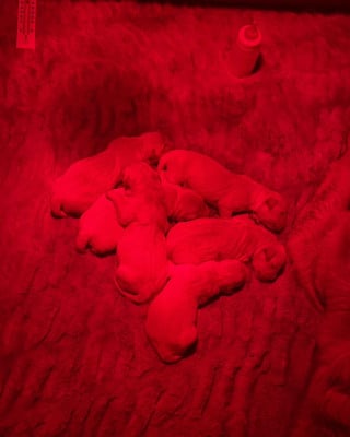 Chiot N°8 - Golden Retriever