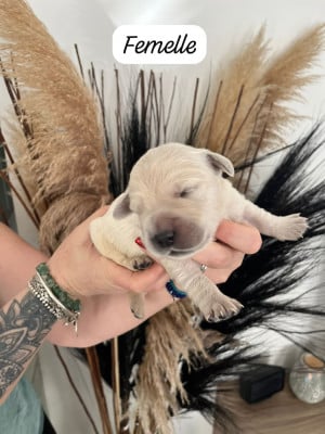 Britney - Golden Retriever