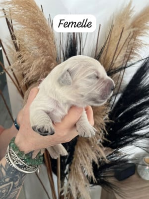 Batman - Golden Retriever