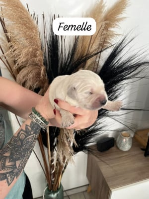 Beyonce - Golden Retriever