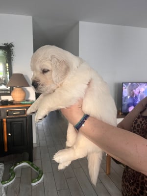 Les chiots de Golden Retriever